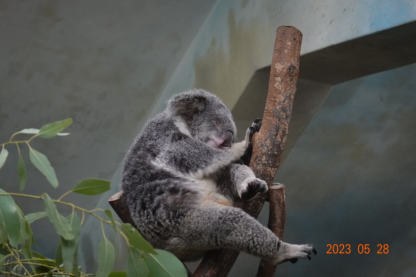 Northern Koala (Phascolarctos cinereus cinereus)