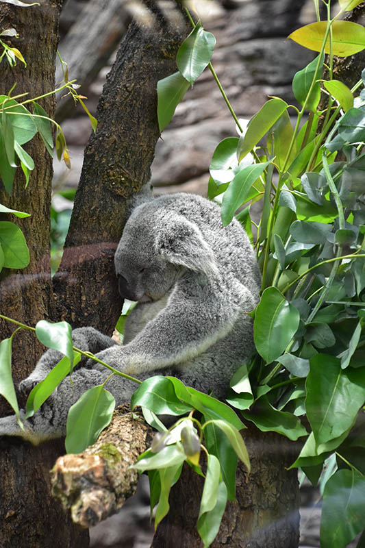 Northern koala (Phascolarctos cinereus cinereus)