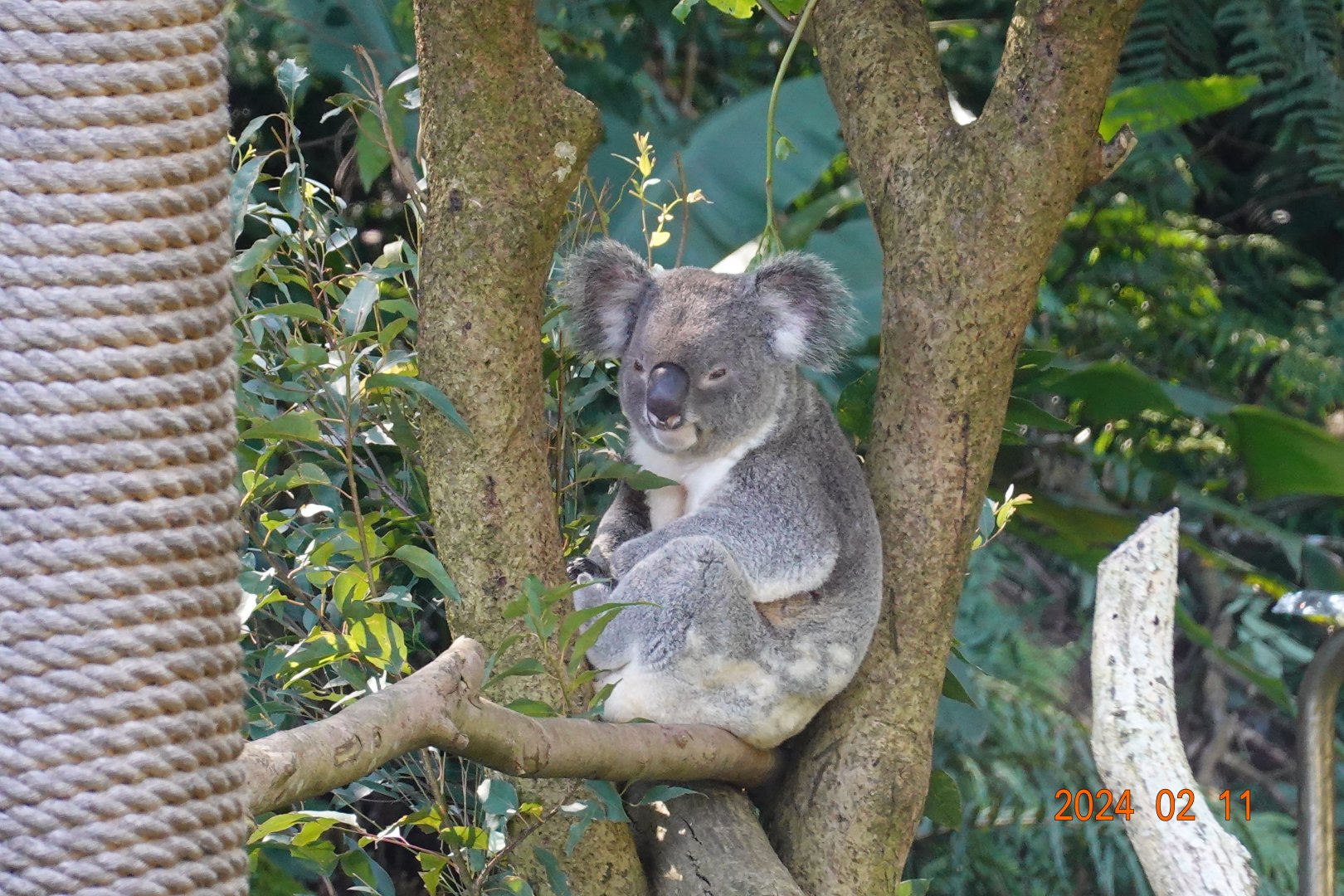 Northern Koala (Phascolarctos cinereus cinereus)