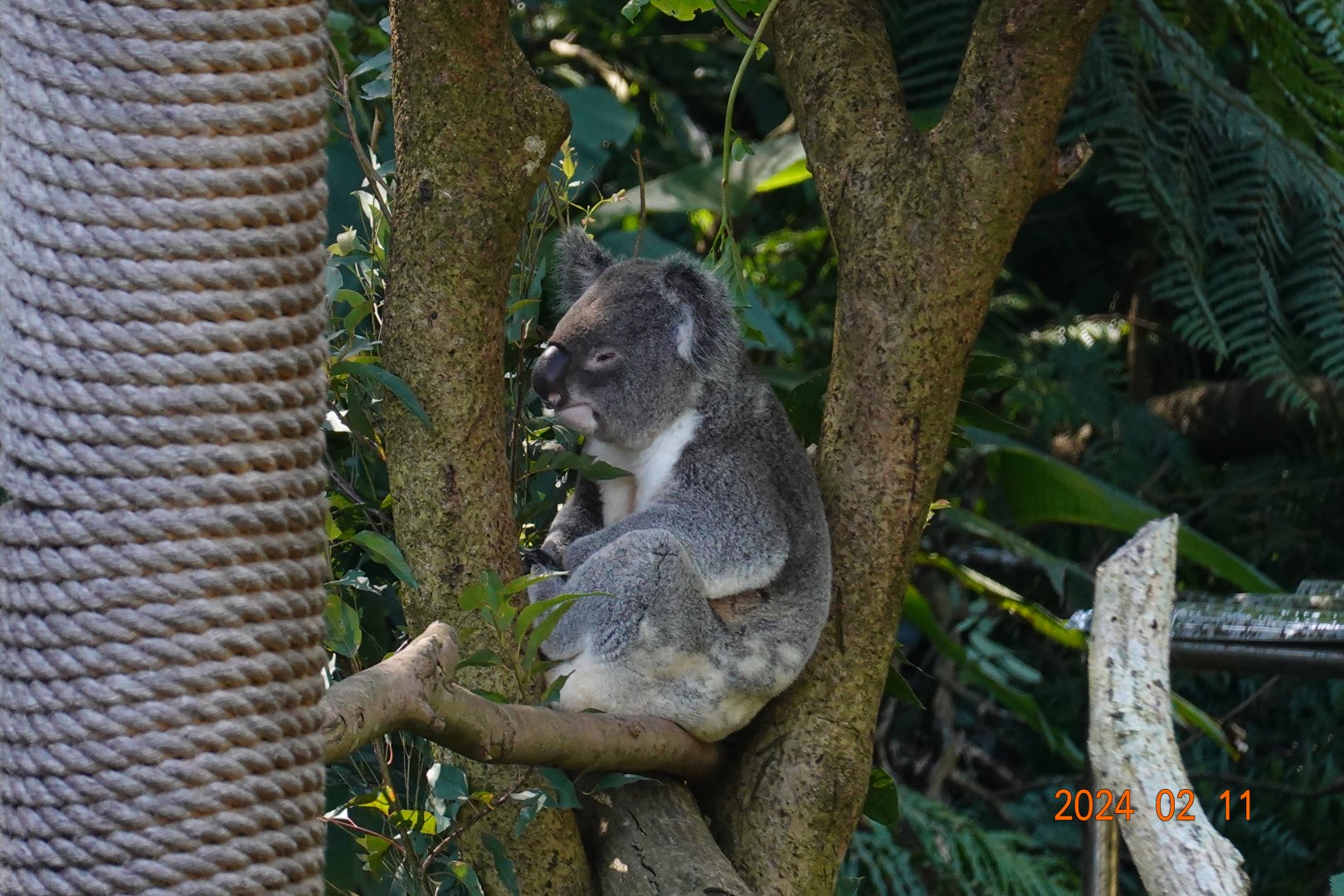 Northern Koala (Phascolarctos cinereus cinereus)