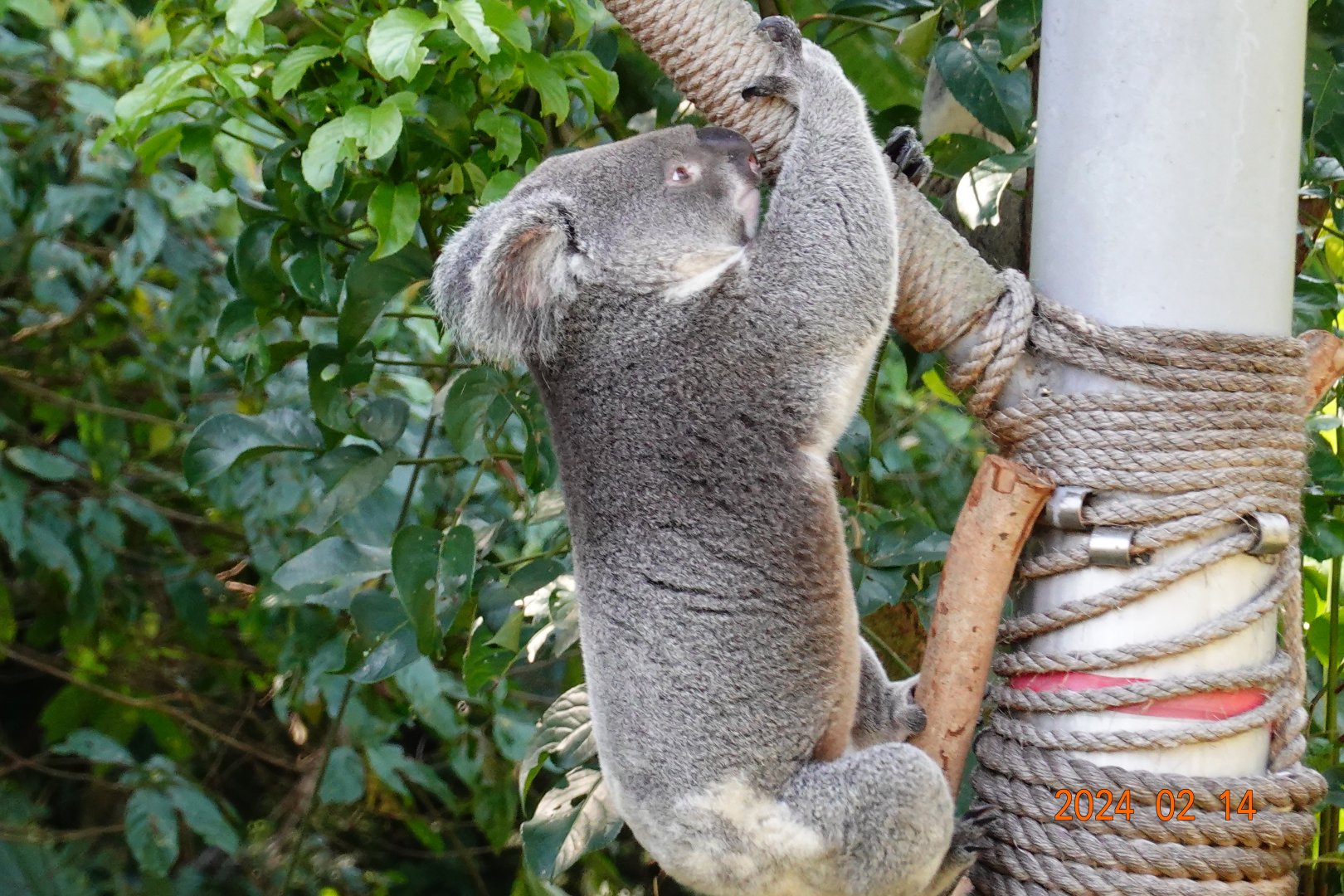 Northern Koala (Phascolarctos cinereus cinereus)