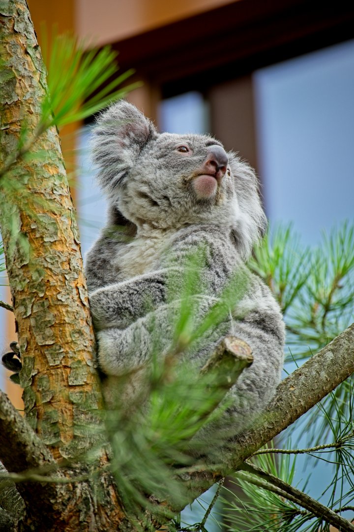 Northern Koala (Phascolarctos cinereus cinereus)