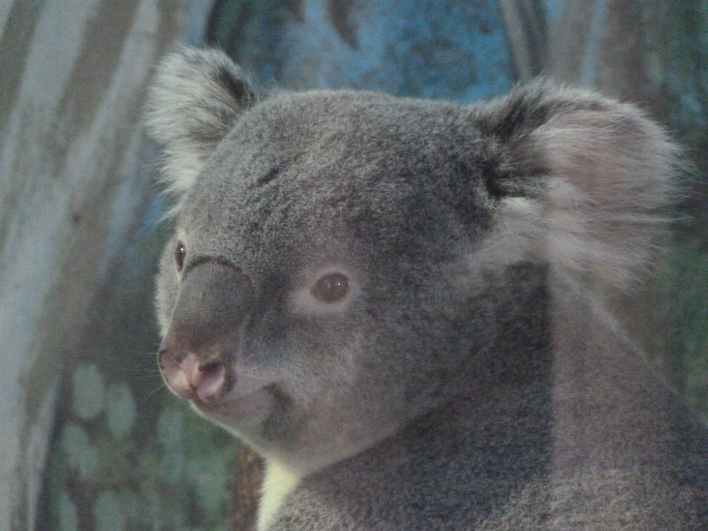 Northern koala -Zoo Aquarium de Madrid (2025)