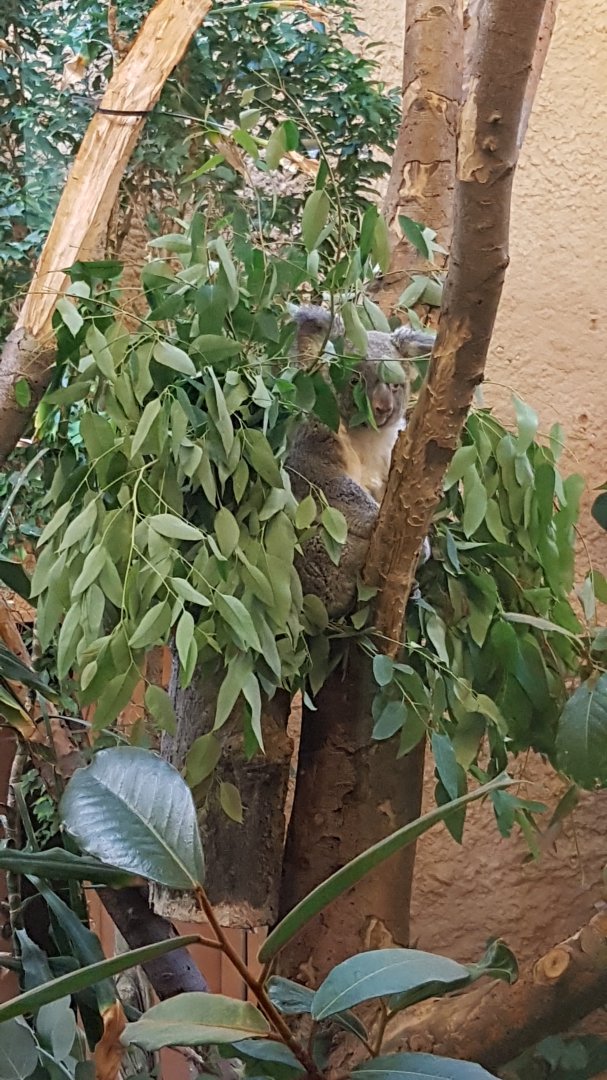 Northern koala