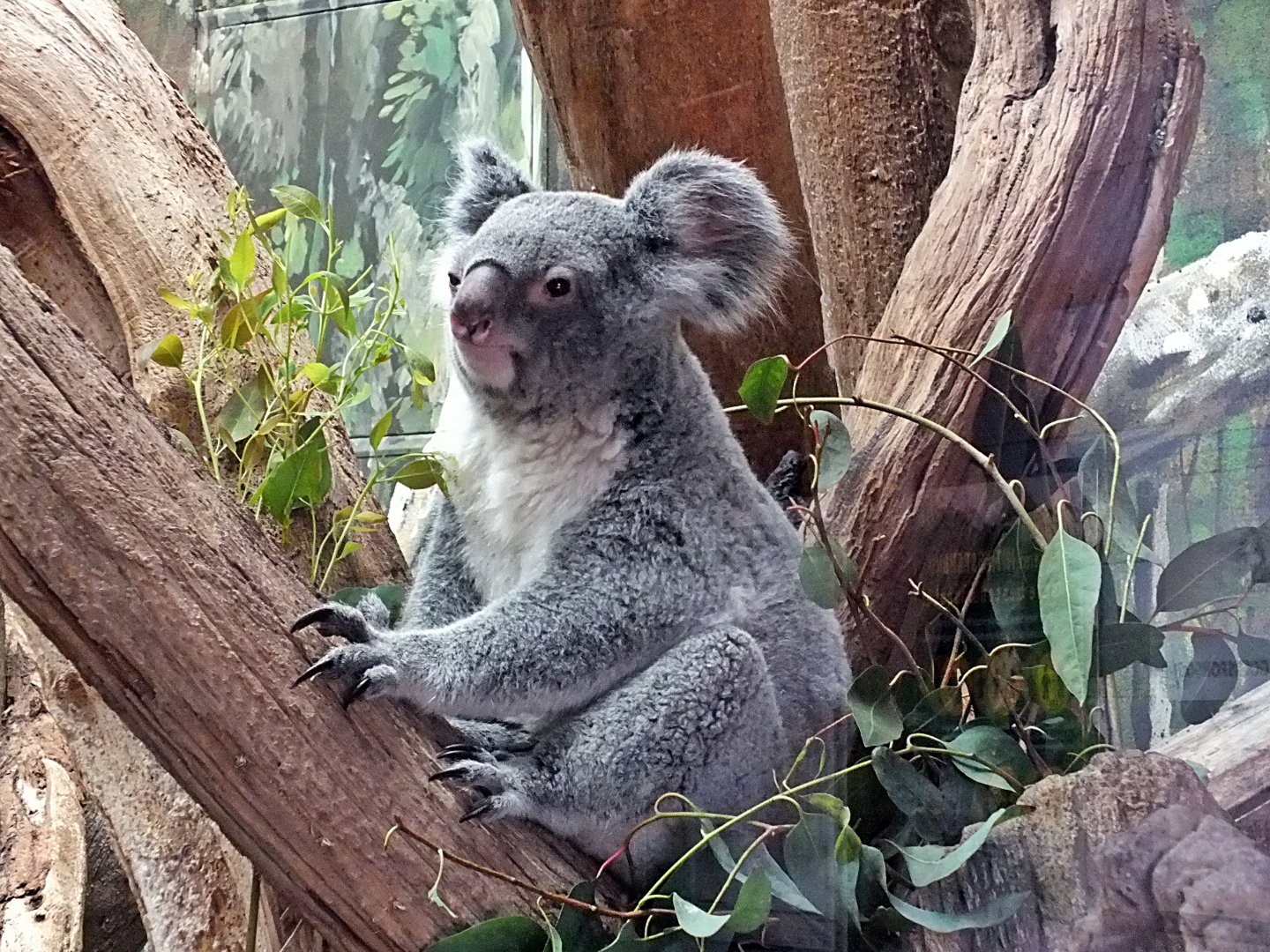 Northern koala