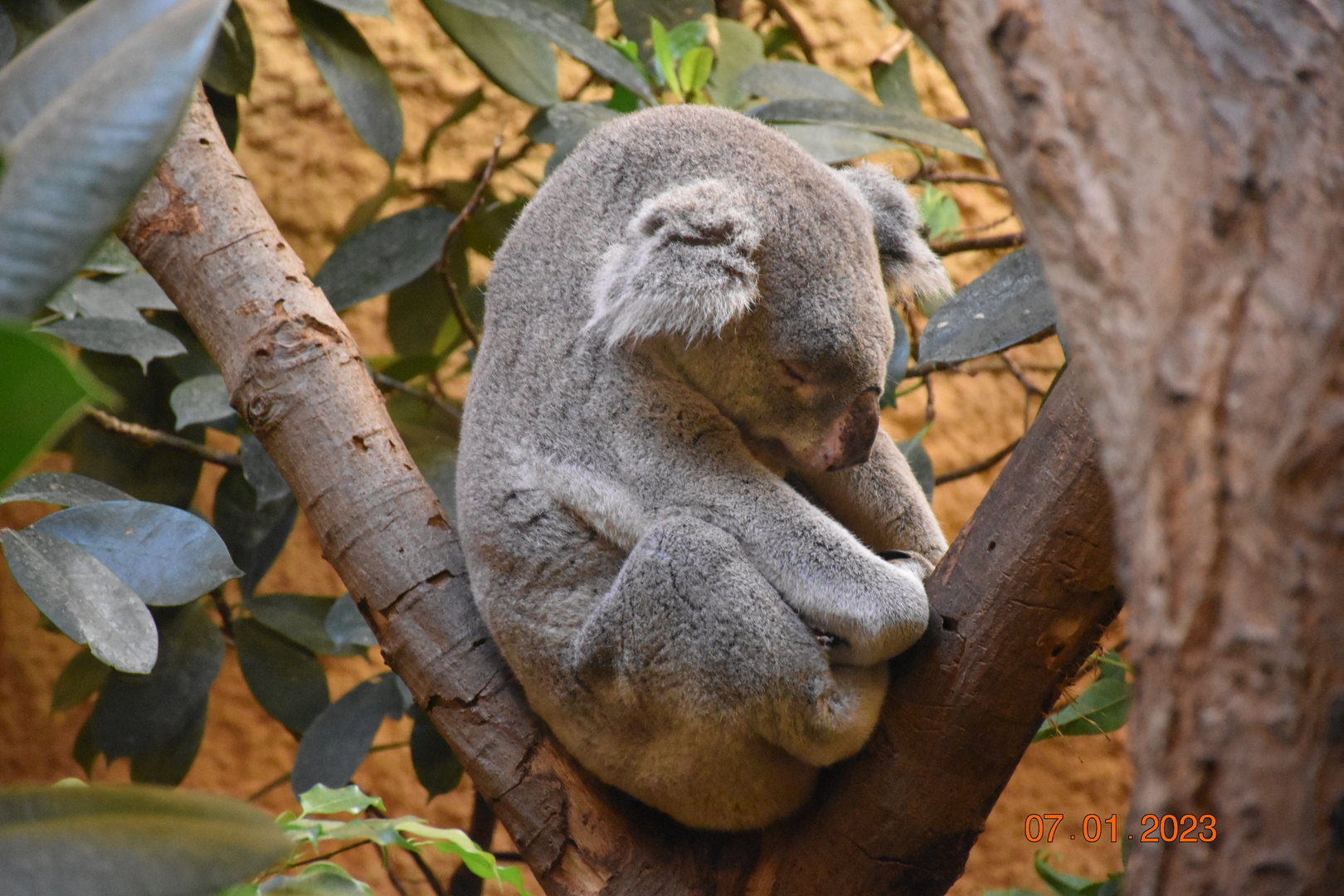 Northern koala
