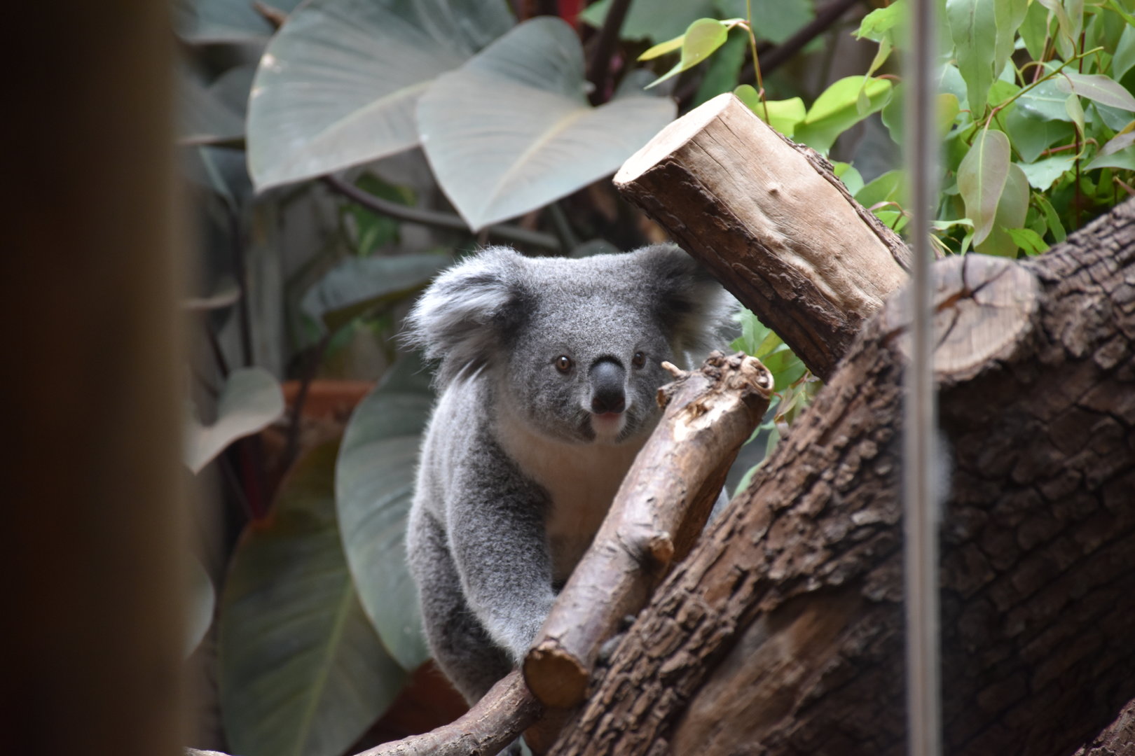 Northern koala