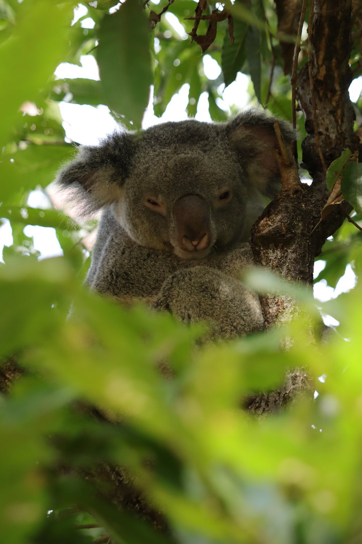 Northern Koala