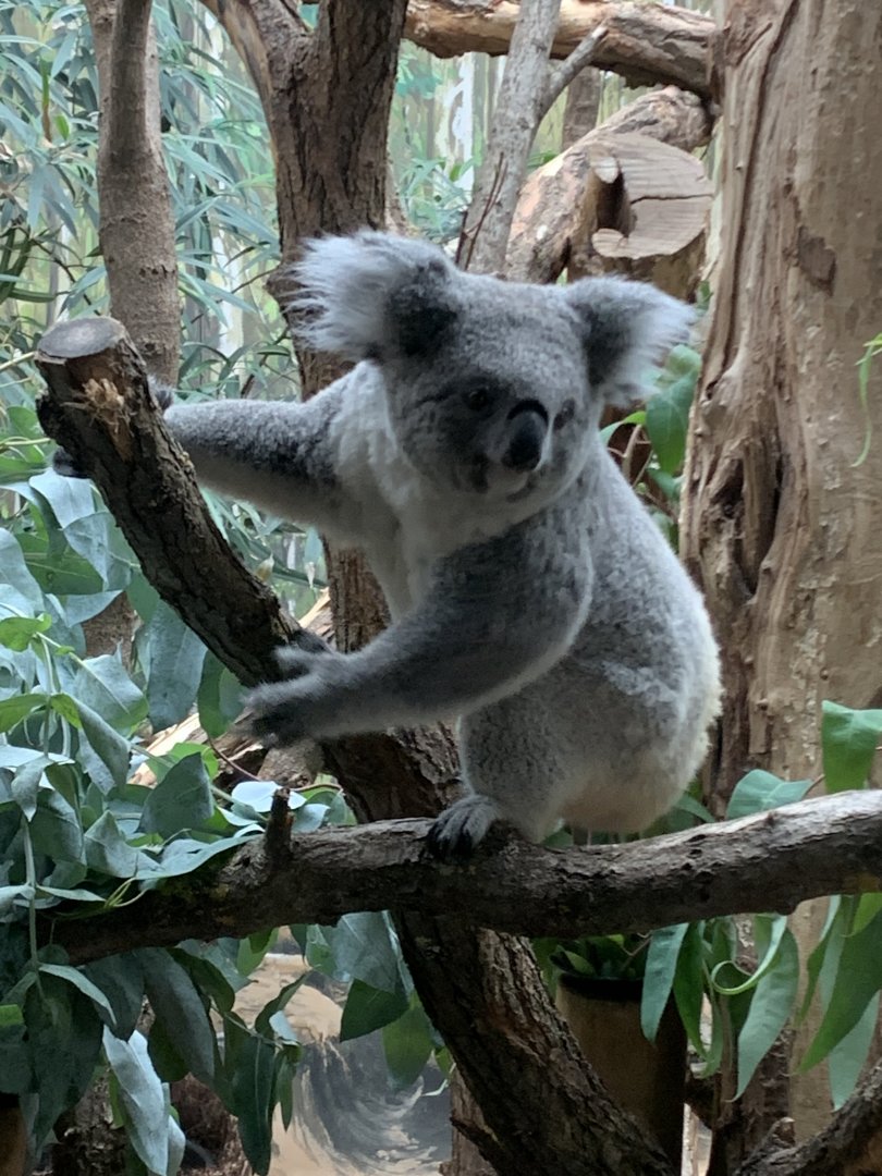 Northern koala