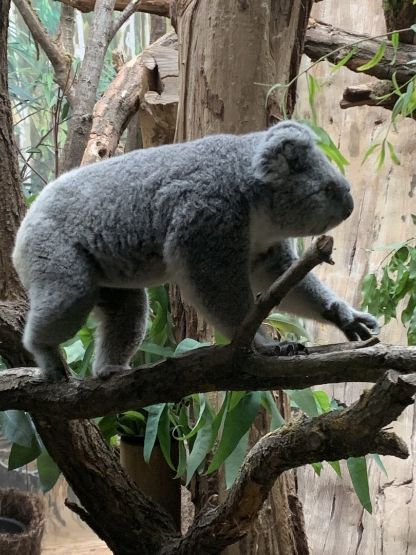 Northern koala