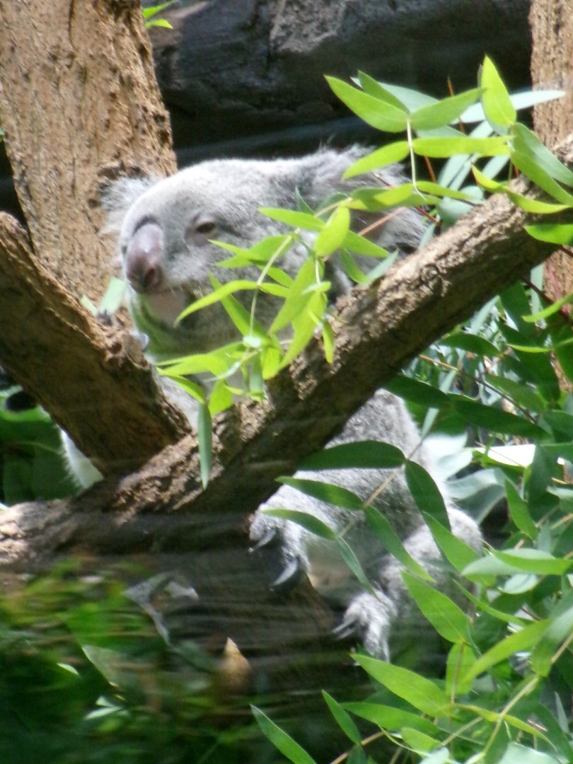 Northern koala