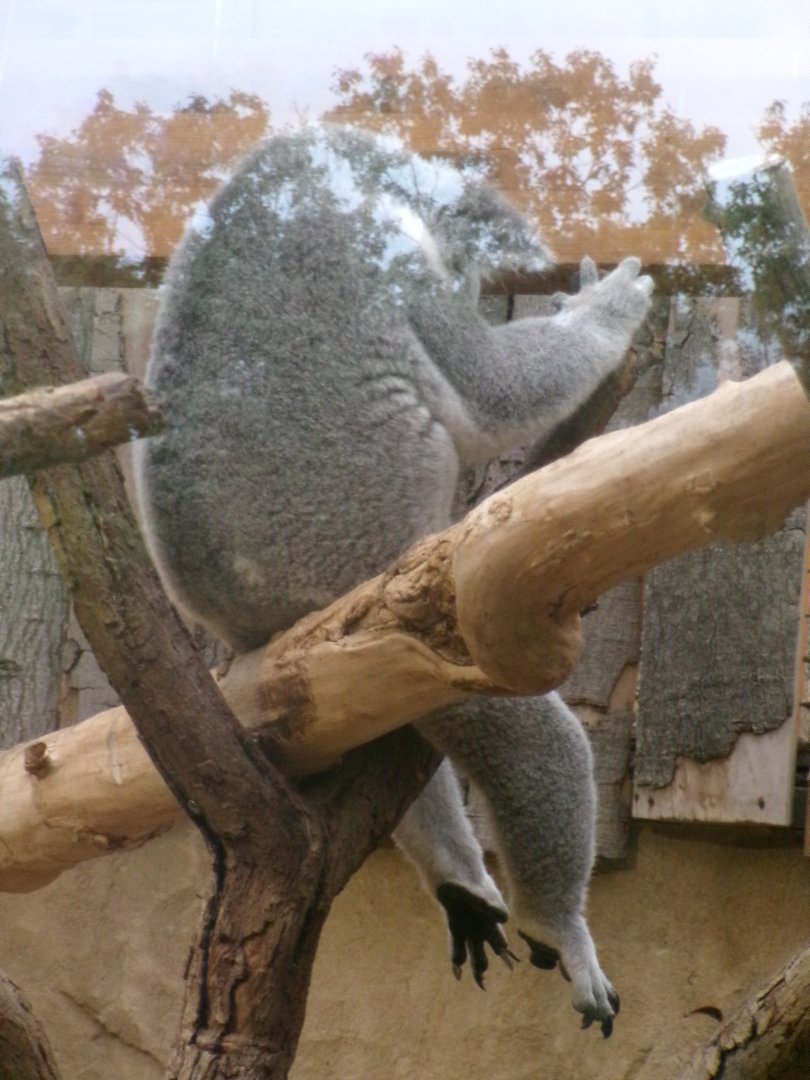 Northern koala
