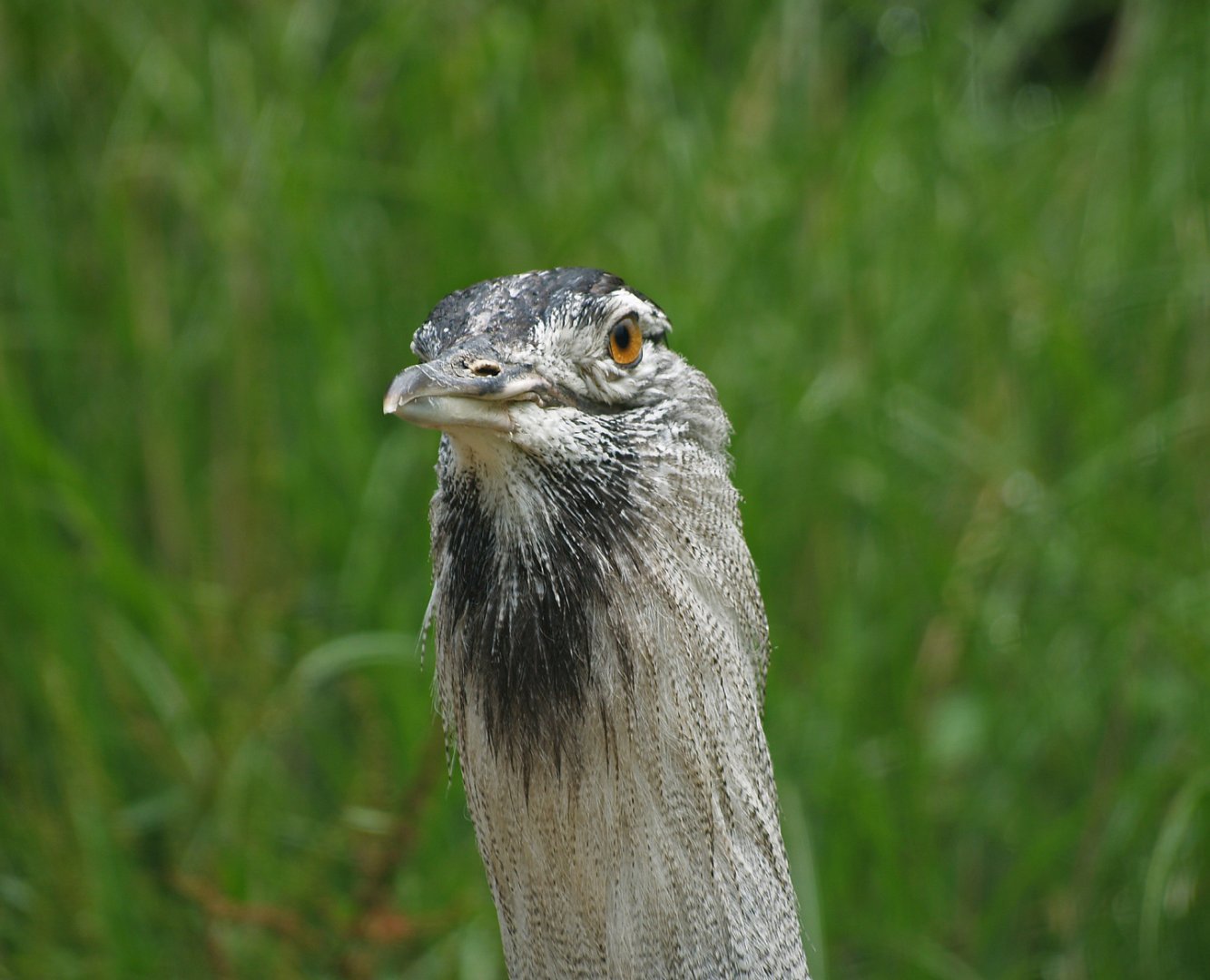 Northern kori bustard (Ardeotis kori struthiunculus), 2009