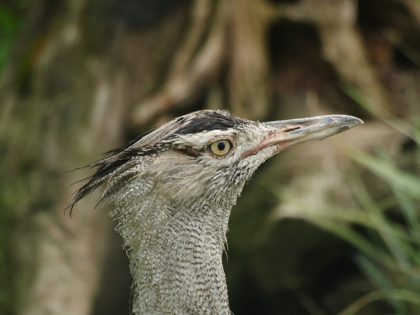 Northern kori bustard (Ardeotis kori struthiunculus), 2012