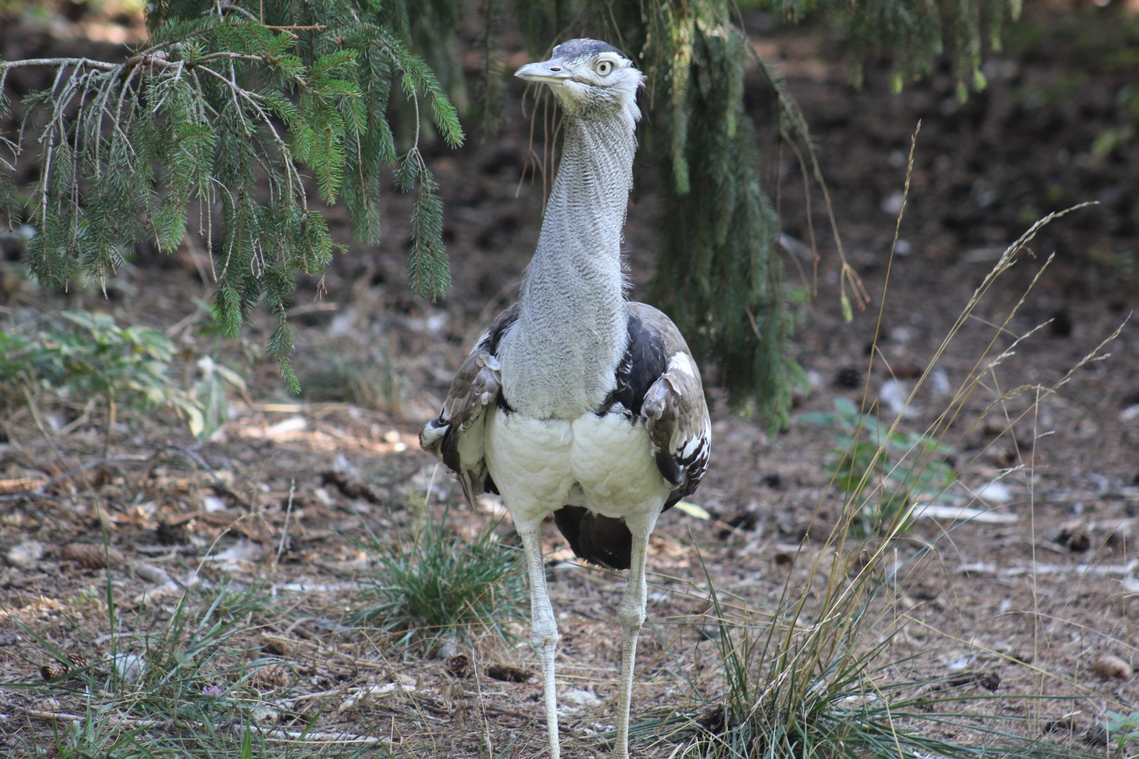 Northern Kori Bustard