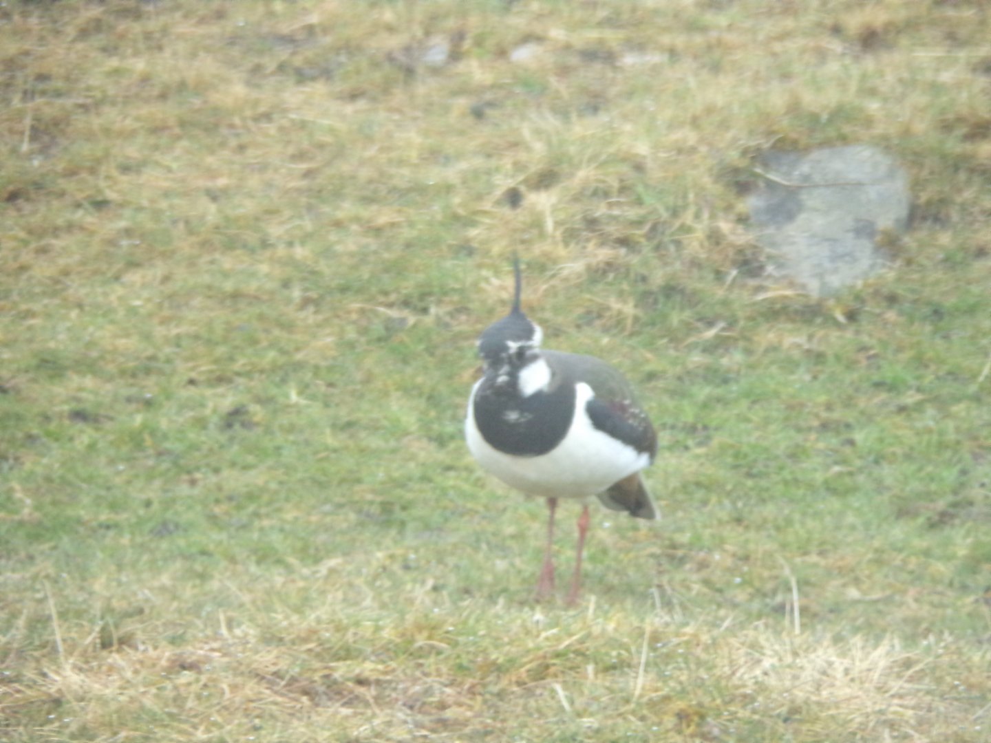 Northern Lapwing 5.4.24