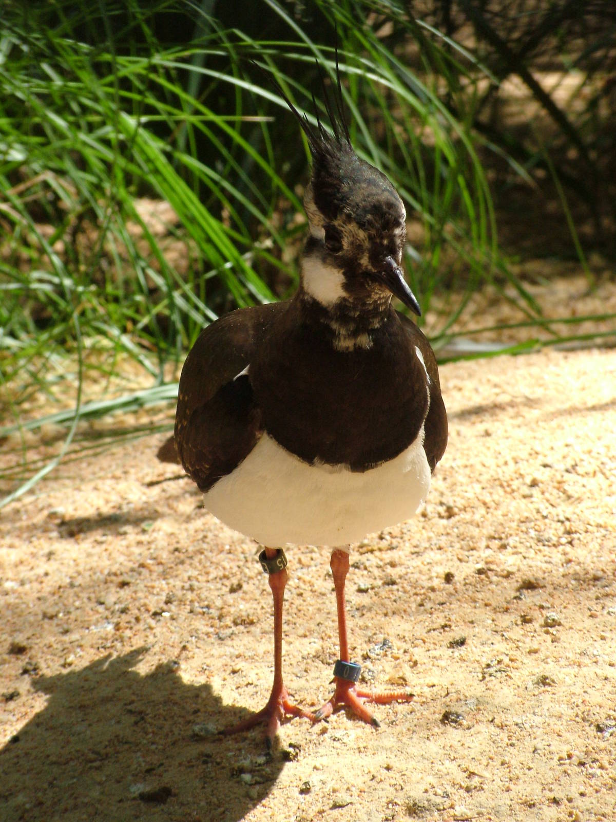 Northern Lapwing at Barcelona, 30/05/11