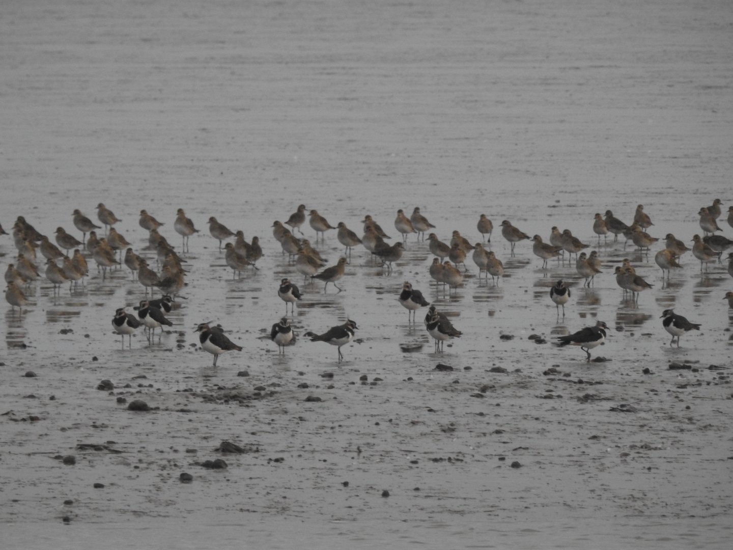 Northern Lapwing + ID - Norfolk Broads Oct 17