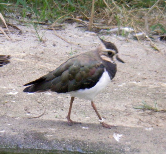 Northern Lapwing (Vanellus vanellus)