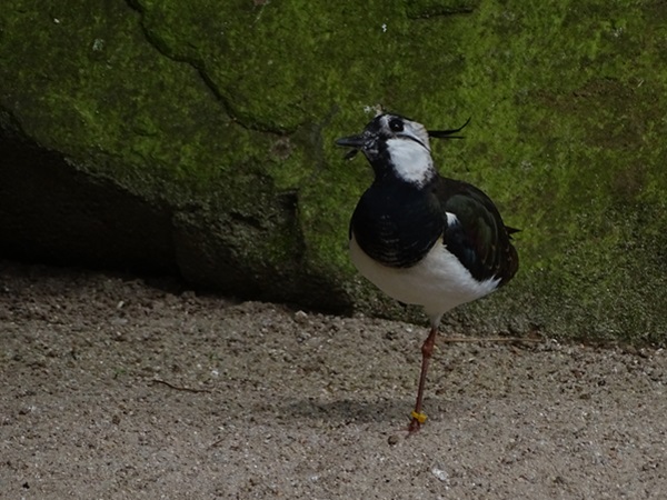Northern lapwing (Vanellus vanellus)