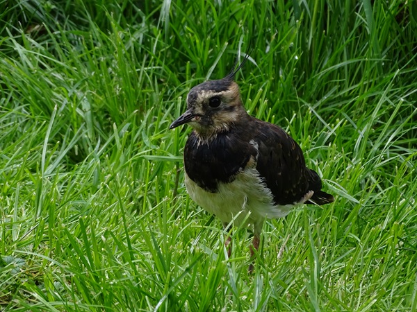 Northern lapwing (Vanellus vanellus)