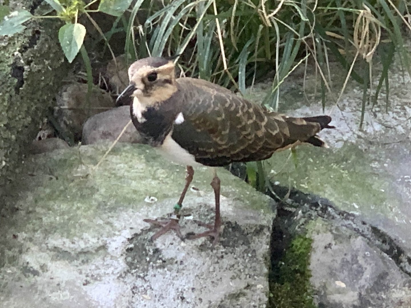 Northern Lapwing (Vanellus vanellus)