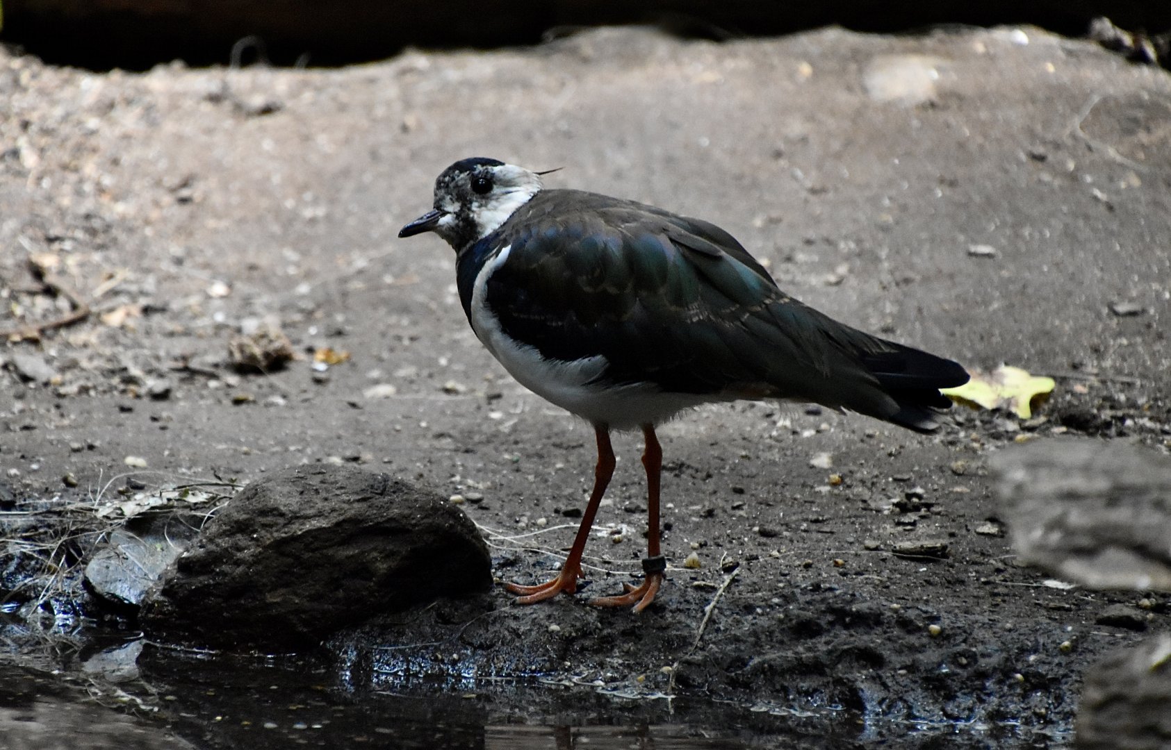 Northern Lapwing (Vanellus vanellus)