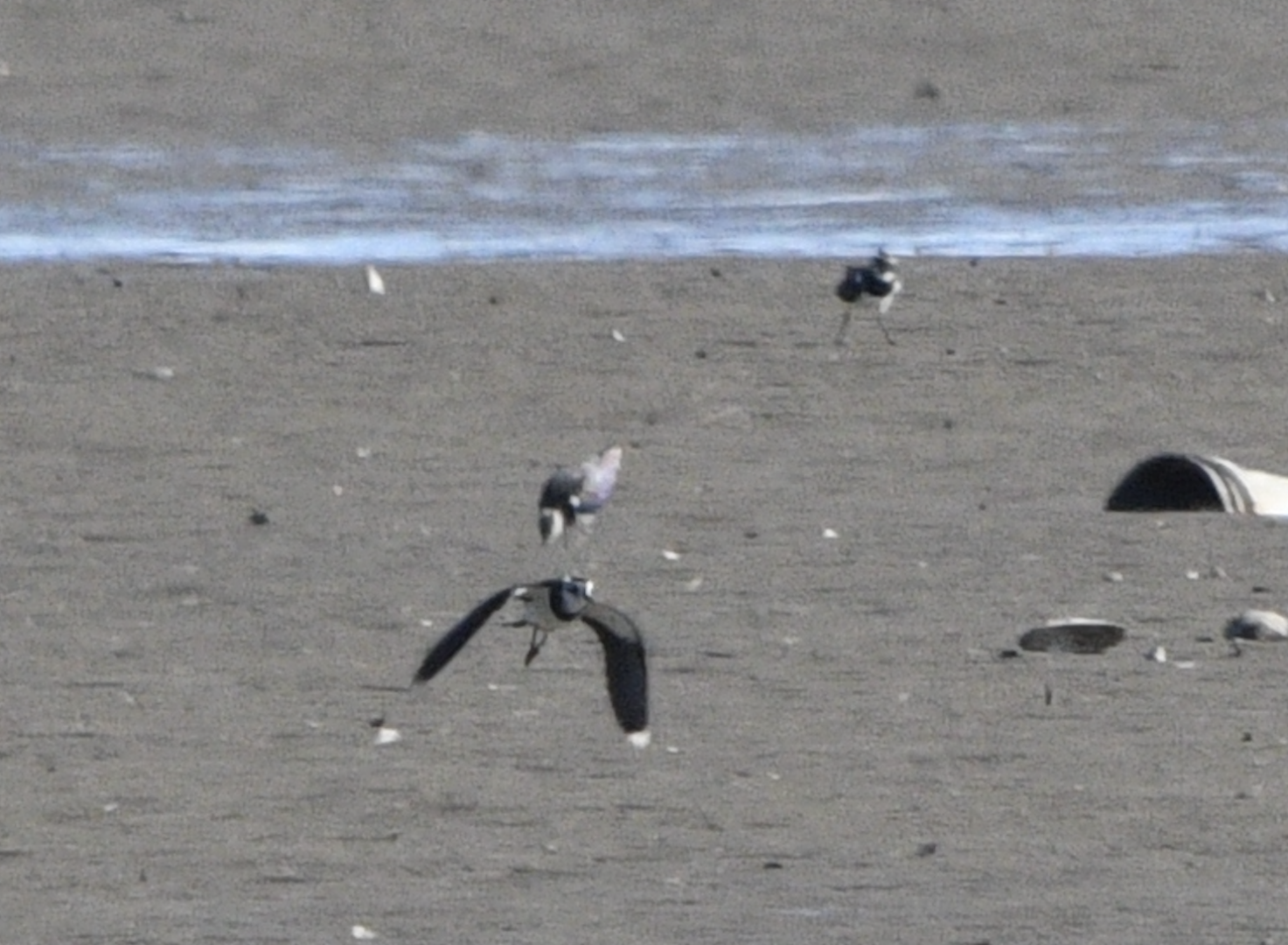 Northern Lapwing ~ Watarase Retention Ponds