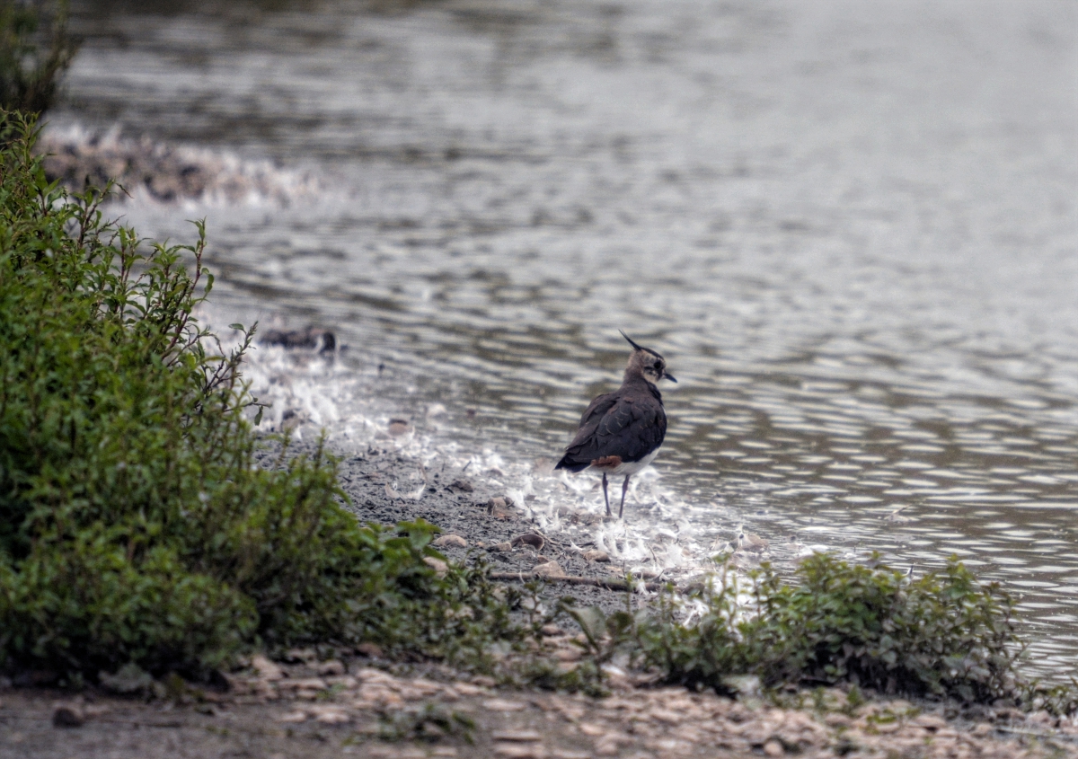 Northern Lapwing