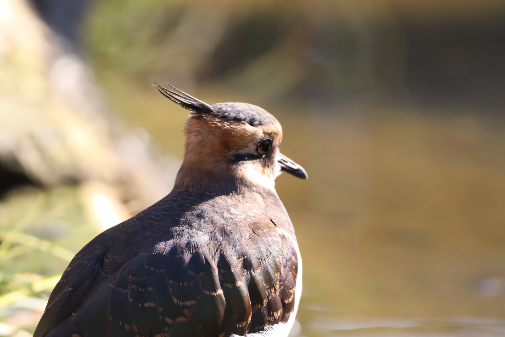 Northern Lapwing