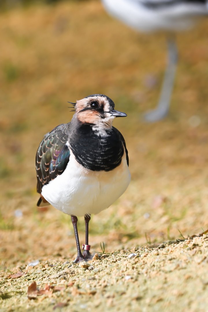 Northern lapwing