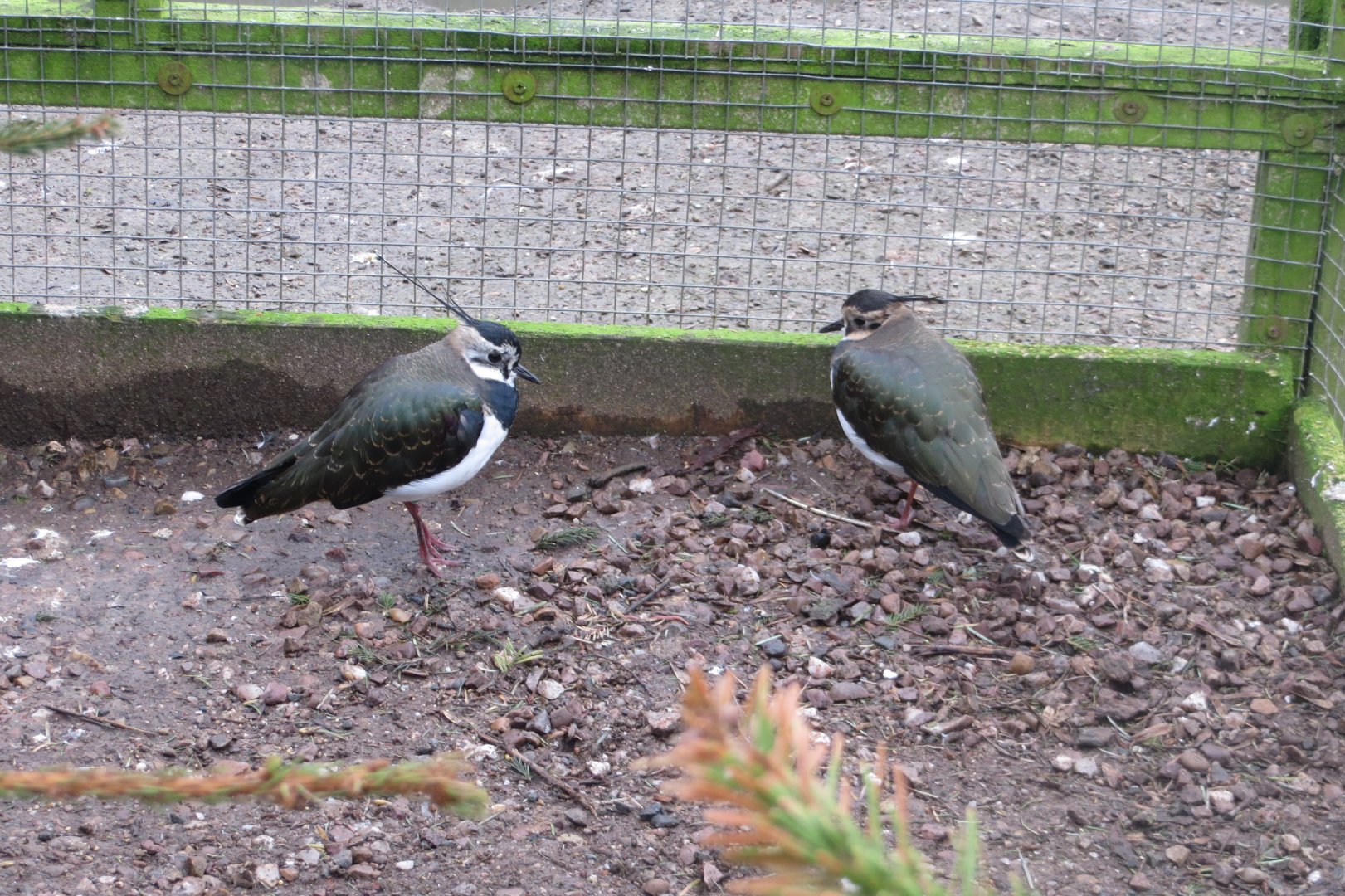 Northern lapwings 170219