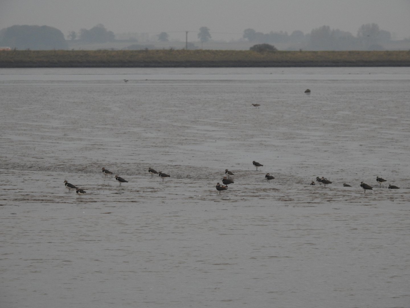 Northern Lapwings - Norfolk Broads Oct 17