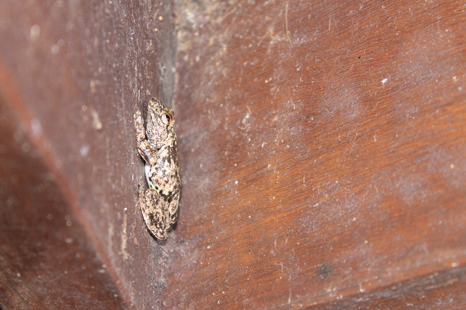 Northern Laughing Treefrog (Litoria rothii)