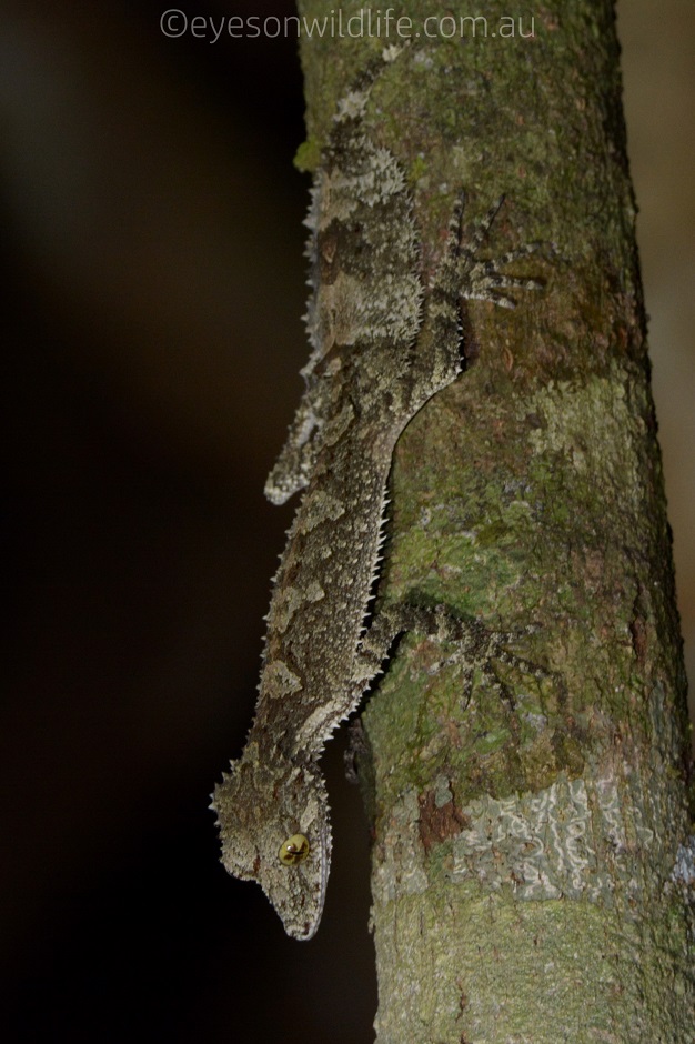 Northern Leaf-tailed Gecko (Saltuarius cornutus)