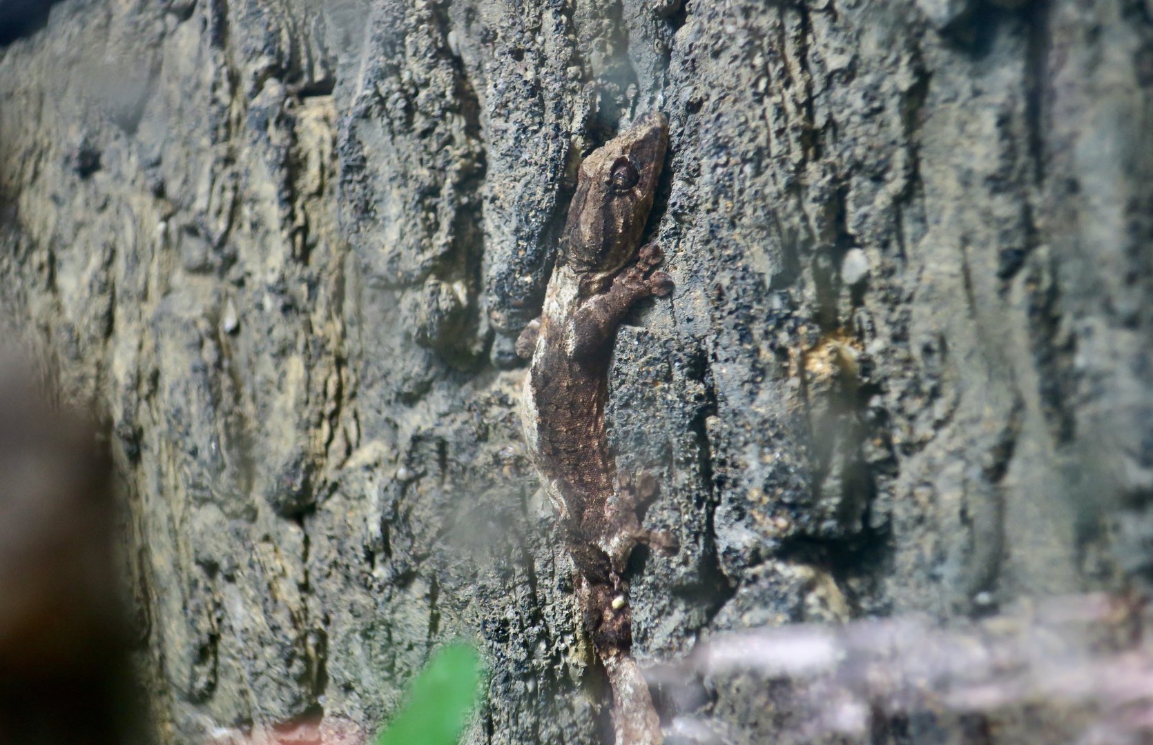 Northern Leaf-Tailed Gecko (Uroplatus alluaudi)
