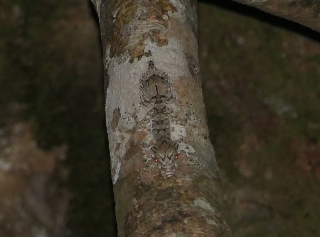 Northern Leaf-tailed Gecko