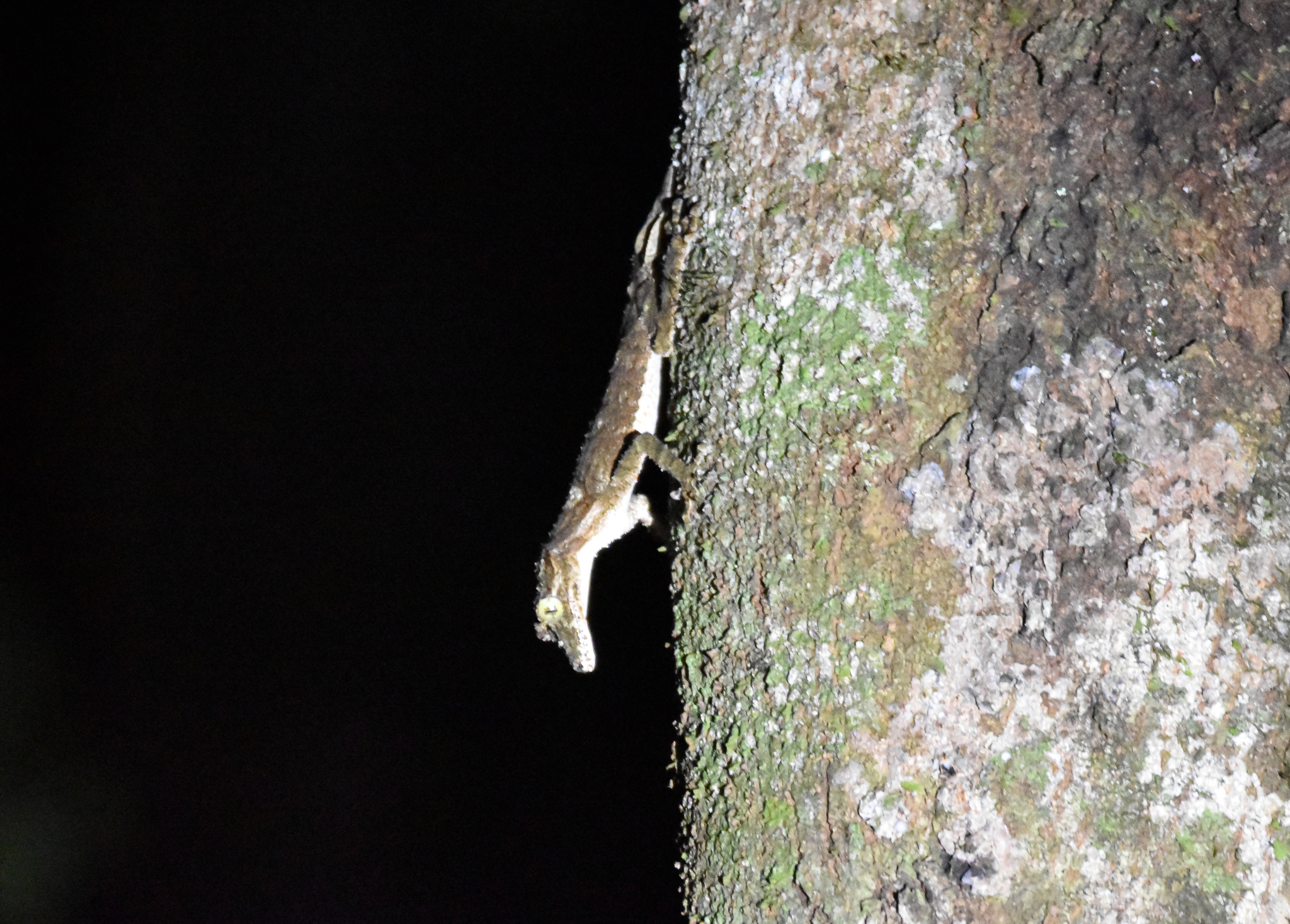 Northern Leaf-tailed Gecko