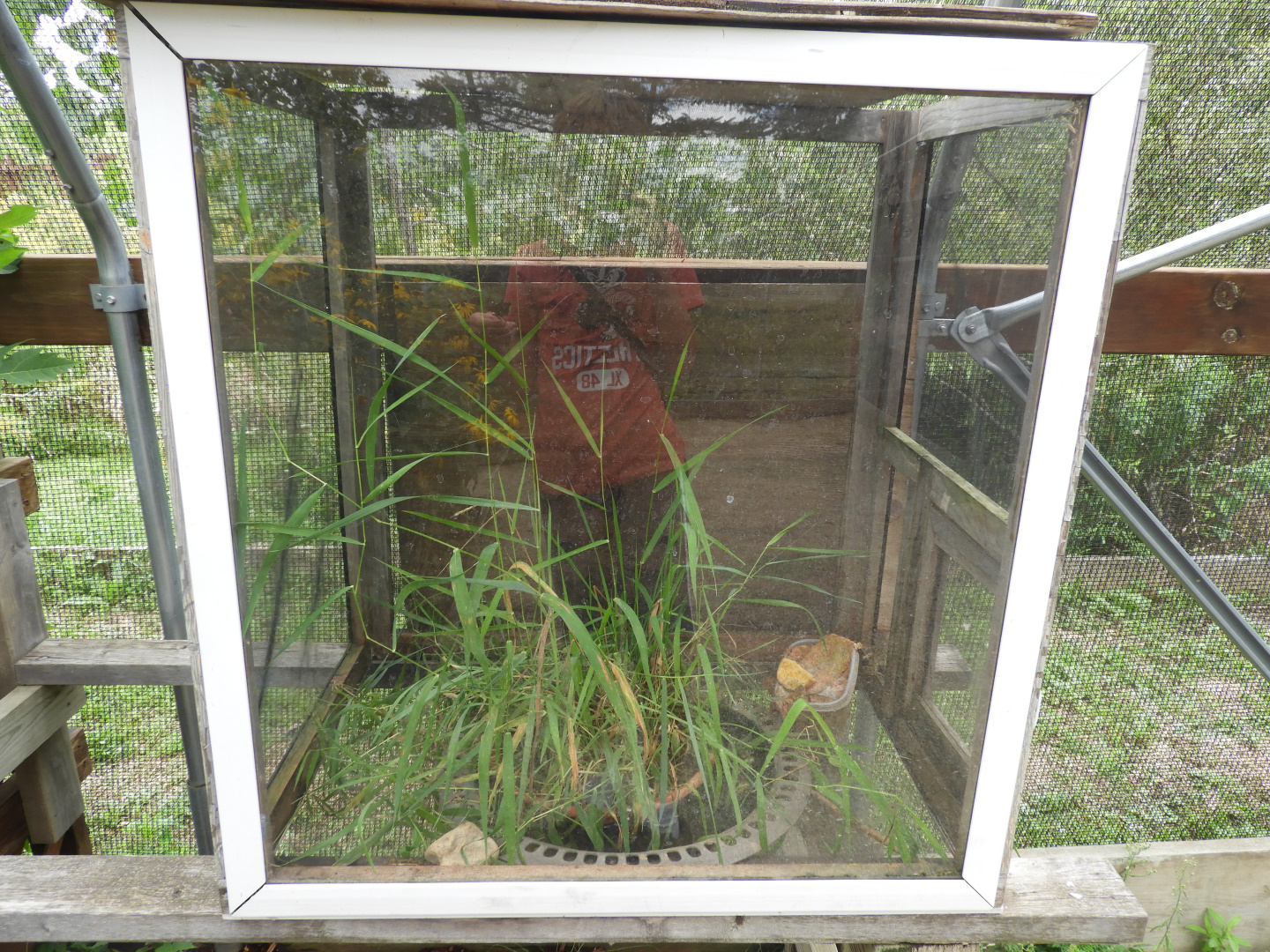 Northern Leopard Frog/American Toad exhibit - Butterfly Gardens of Wisconsin