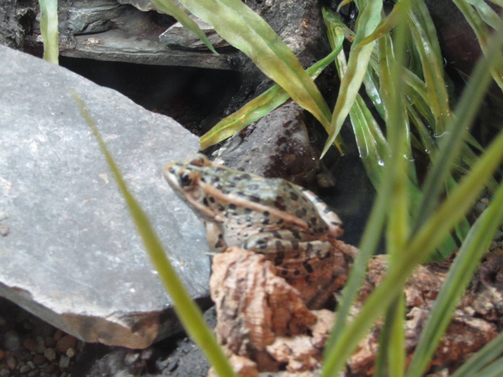 Northern Leopard frog Dec 26