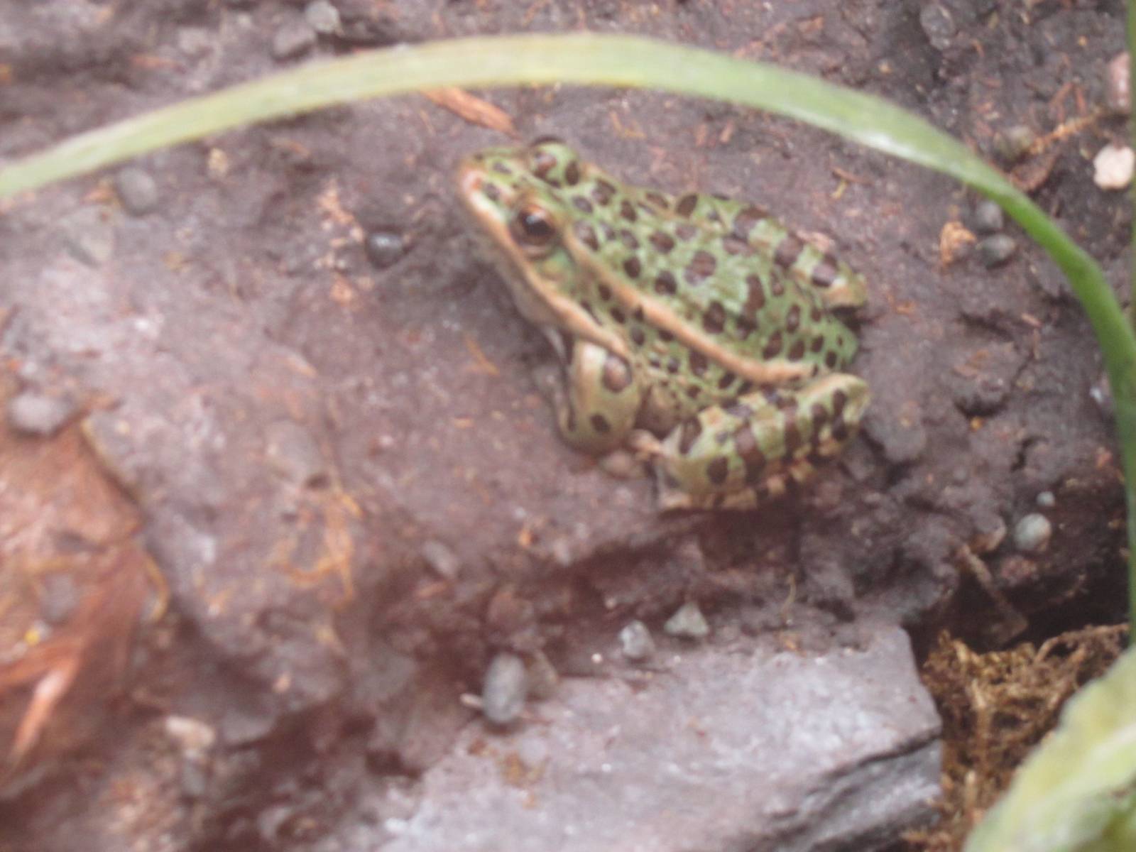 Northern Leopard Frog Dec 26