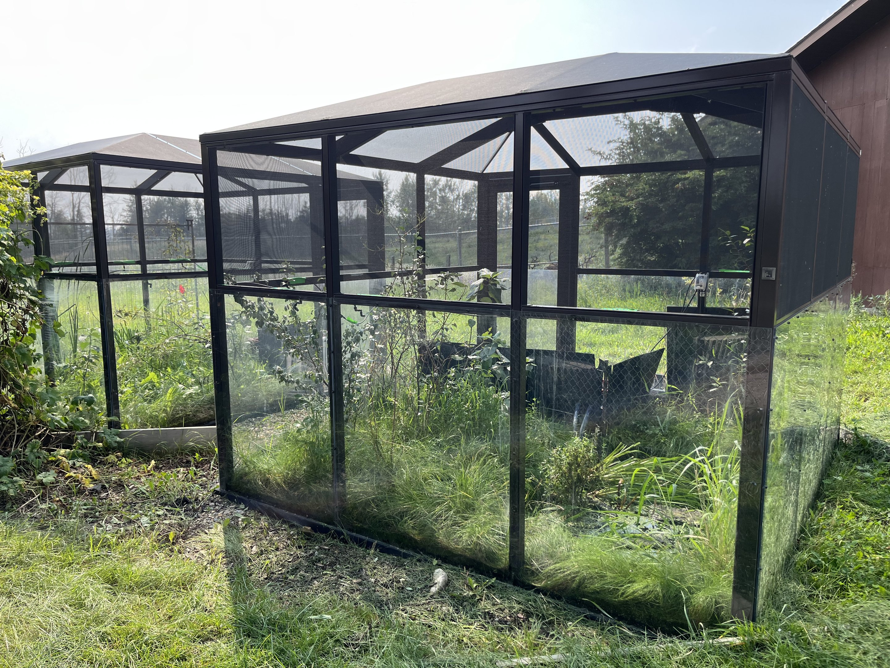 Northern Leopard Frog Exhibits