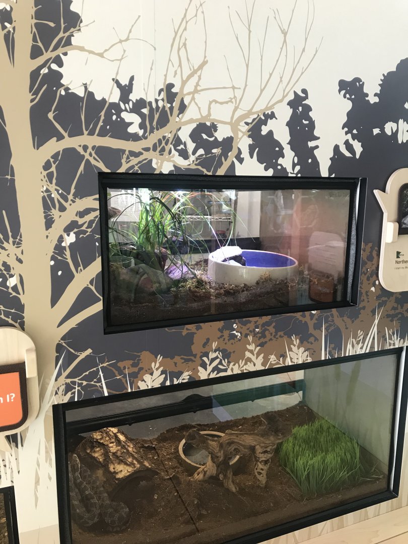 Northern Leopard Frog + Foxsnake Terrariums