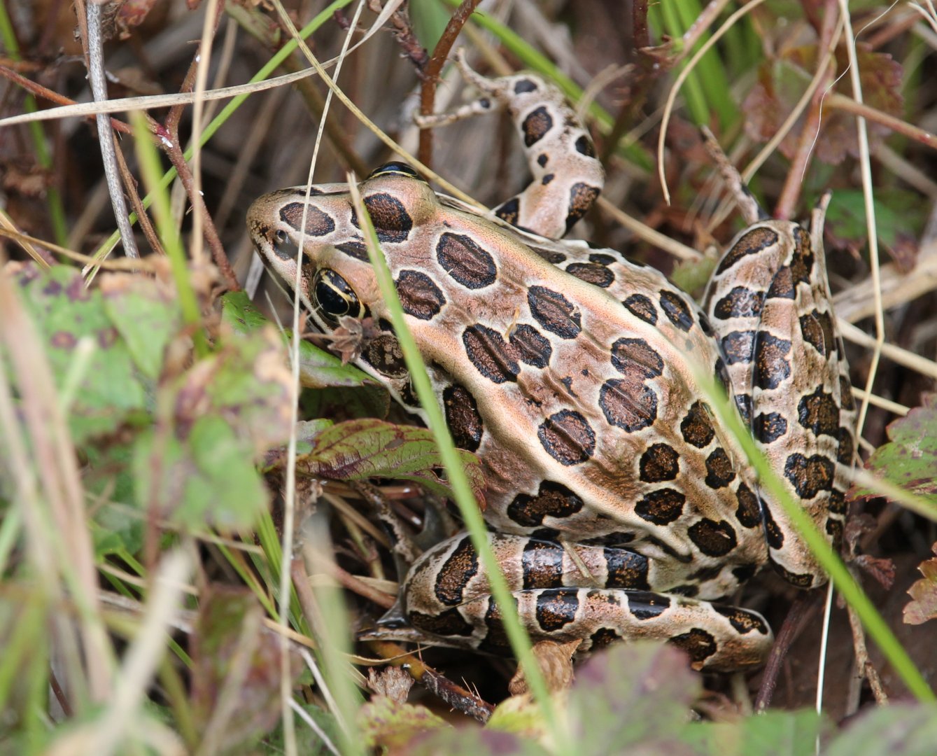 Northern Leopard Frog (Lithobates pipiens)