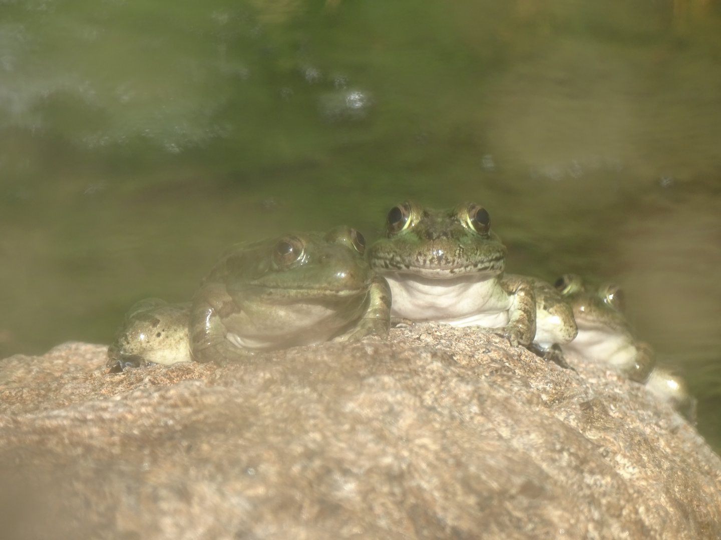 Northern leopard frog (Lithobates pipiens)
