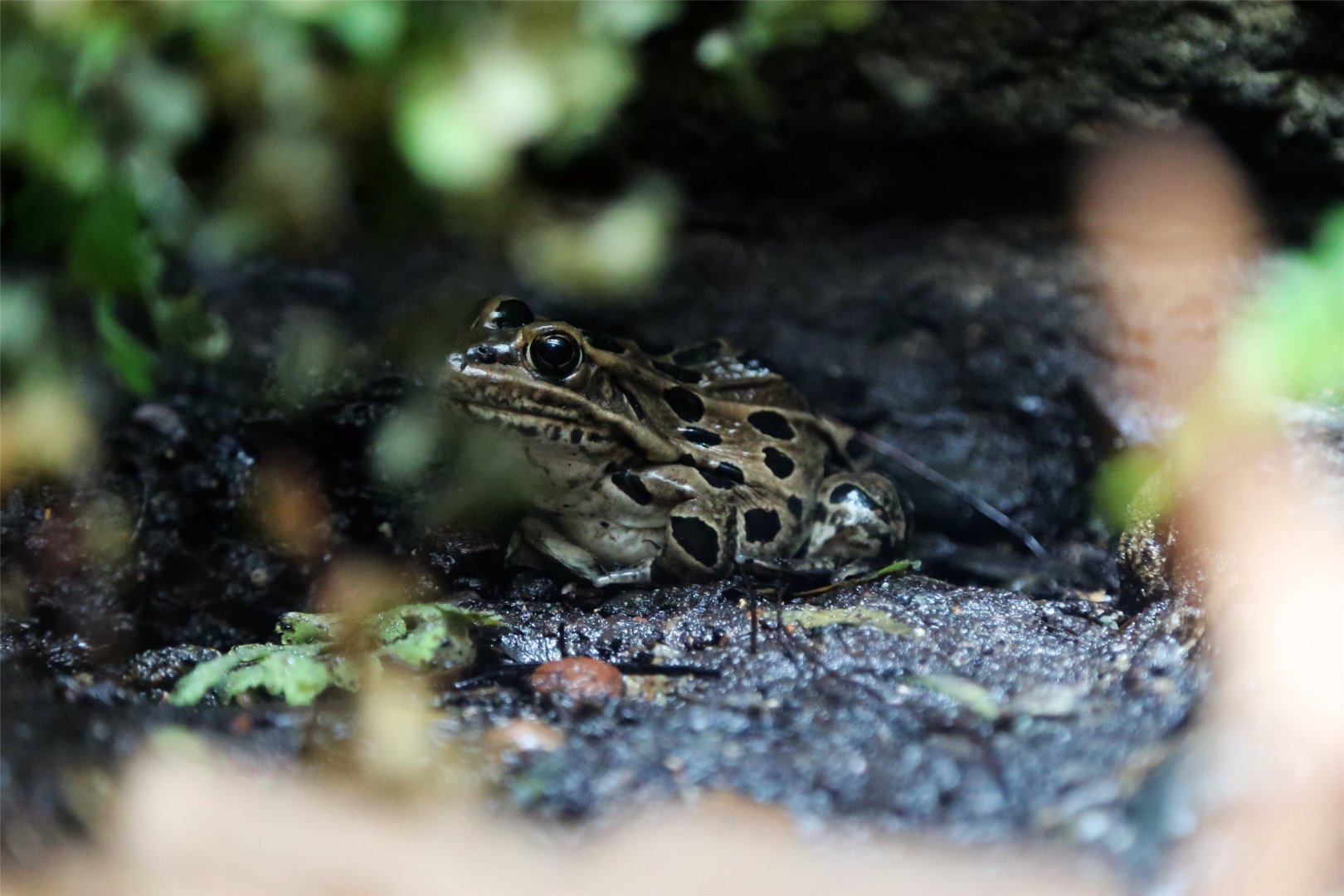 Northern Leopard Frog (Rana pipiens)