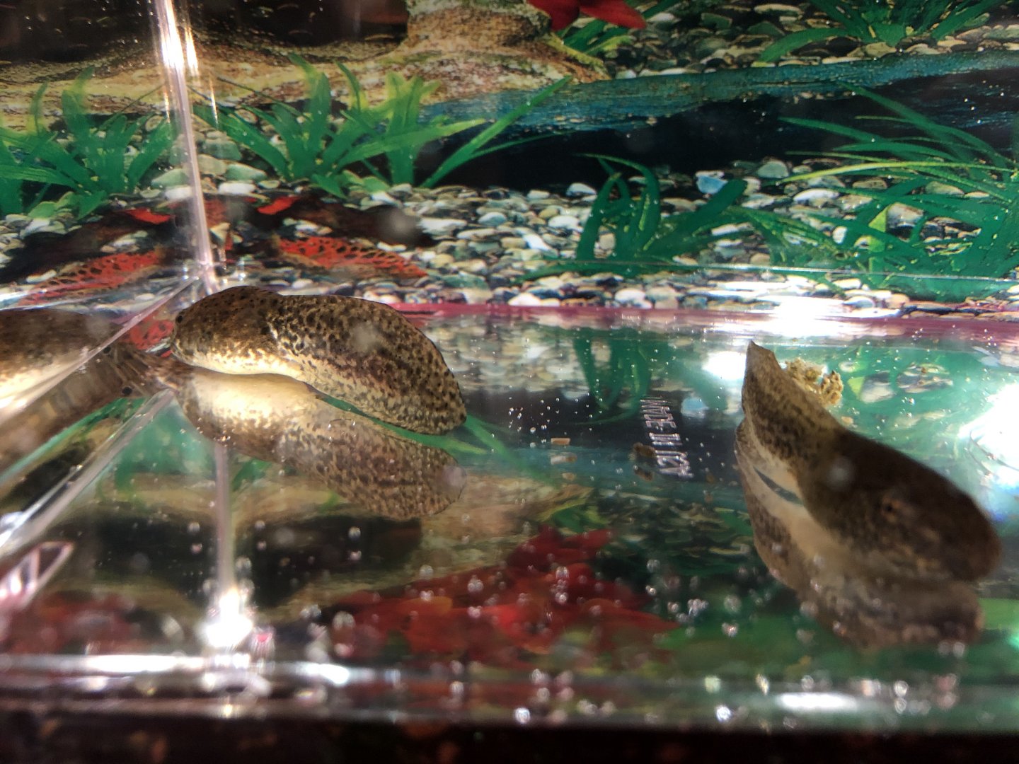 Northern leopard frog tadpoles