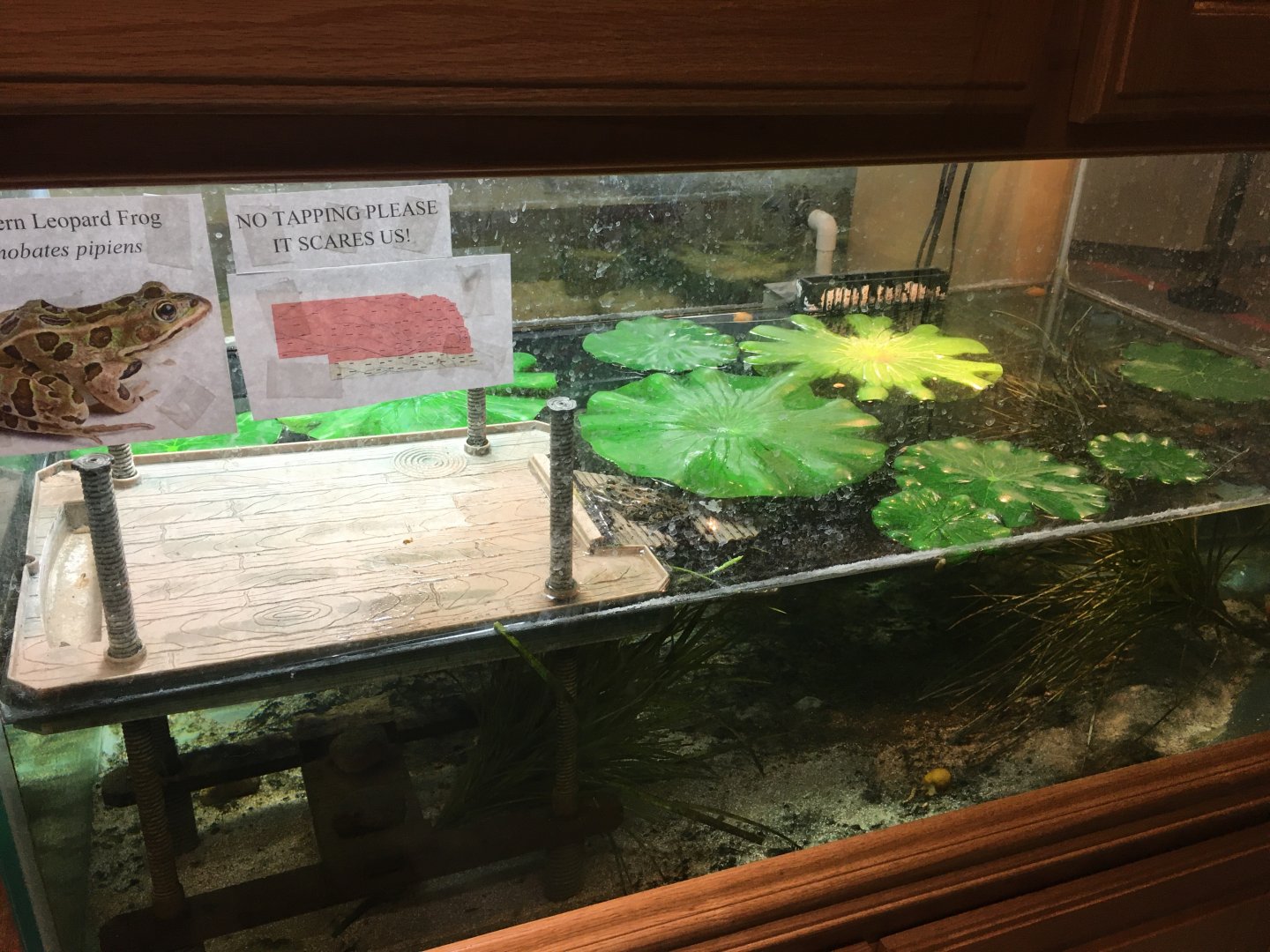 Northern Leopard Frog Terrarium