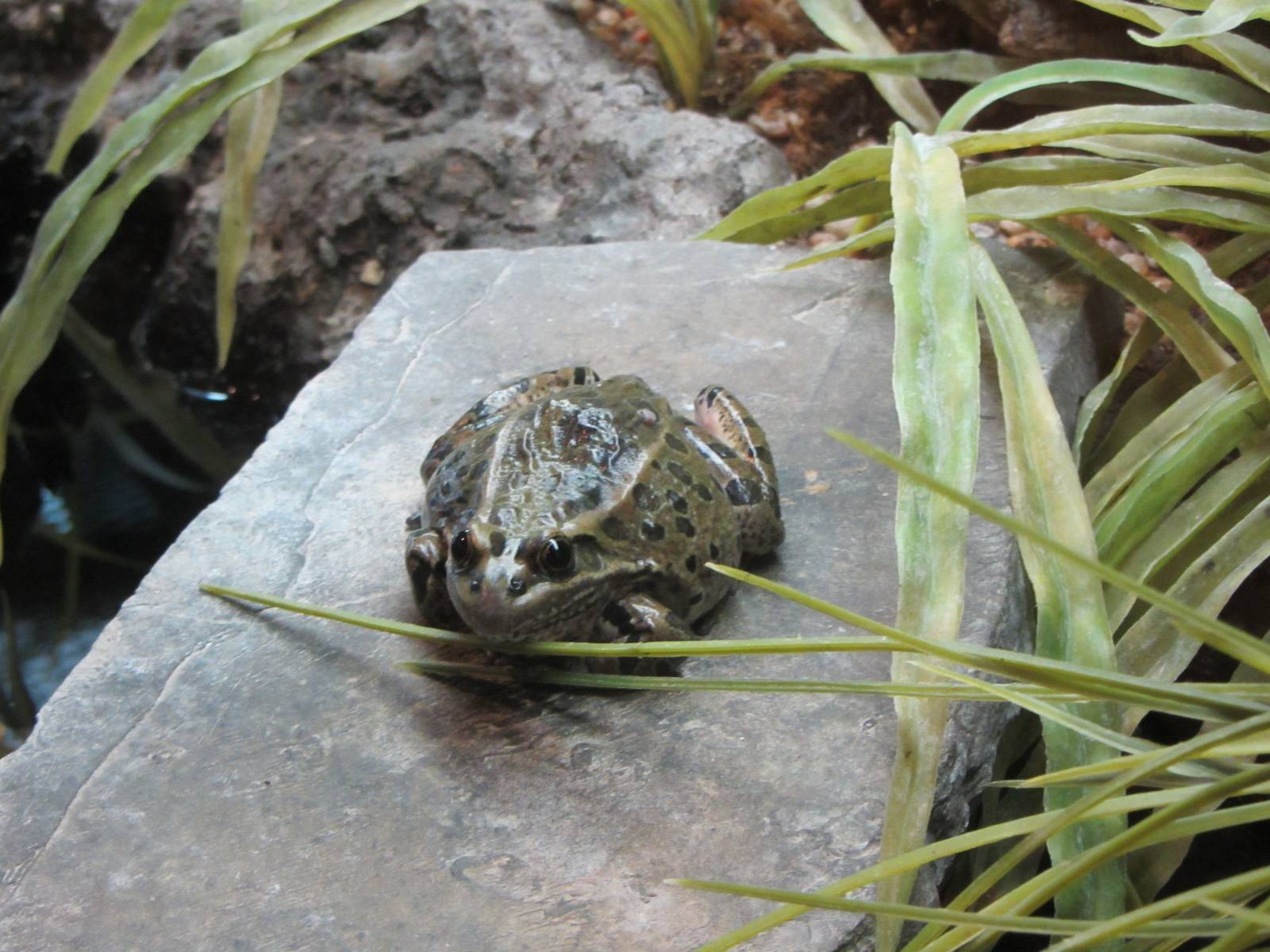 Northern Leopard Frog
