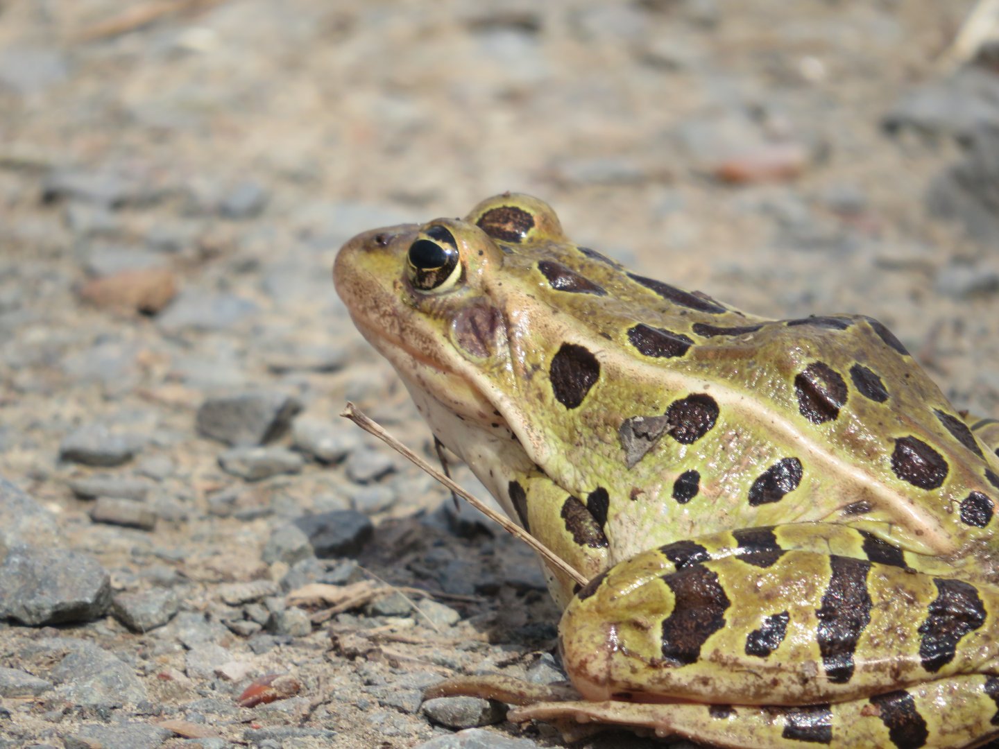 Northern leopard frog